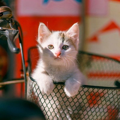 宿舍头像8个搞怪猫咪团体八人寝室头像可爱猫