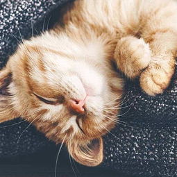 可爱萌猫头像大合集