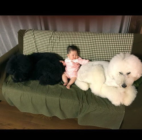 两个孩子三个萌狗,日本的这一家子,让人羡慕到壁质分离