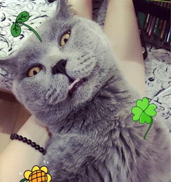 一岁蓝猫dd求女朋友,希望是个漂亮的姑娘