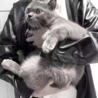 抱蓝猫的男生头像