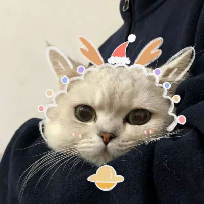 可爱女孩必备甜甜的猫猫头像