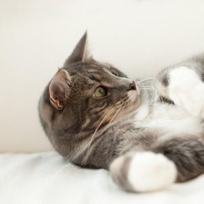 可爱的猫咪头像,慵懒可爱的猫咪图片