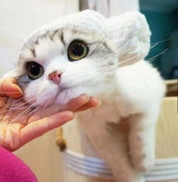 满脸无辜的萌系猫咪都可以拿去做头像了