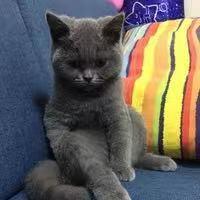 英国短毛猫的图片及幼猫价格英国短毛猫和蓝猫的区别是什么