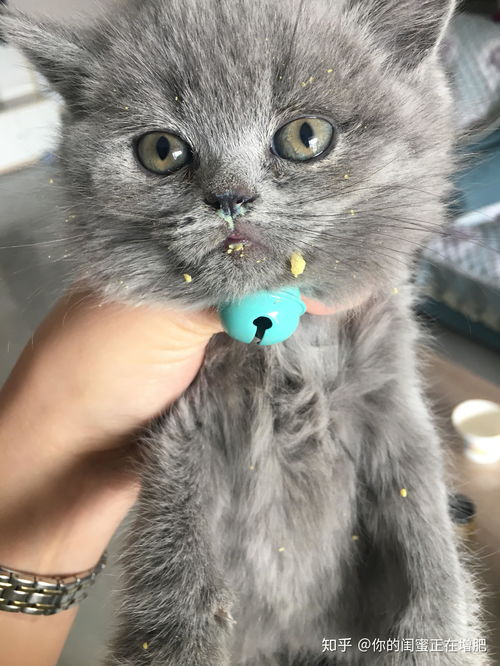 养一只英短蓝猫是什么体验