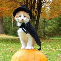 猫咪头像图片可爱小猫咪图片动作姿态好逗哦