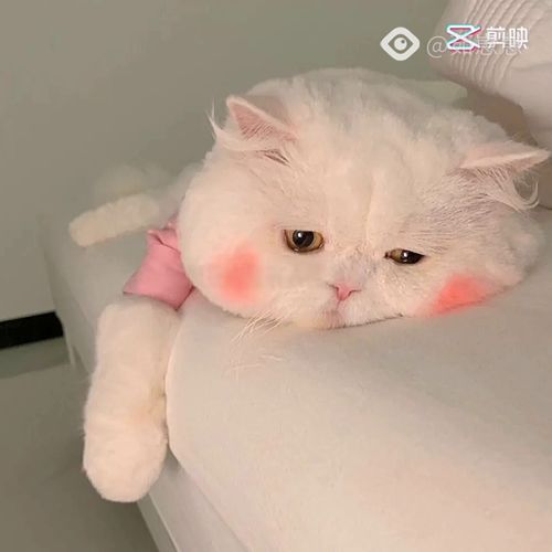 别的女孩子生气了还会跟你撒娇我不行我会说脏话删好友还会跟你犟到底