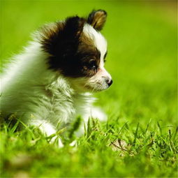 图哪里有蝴蝶犬卖蝴蝶犬多少钱蝴蝶犬的图片潮州宠物狗潮州列表网