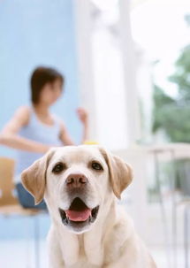 知识拉布拉多犬有泪痕怎么办