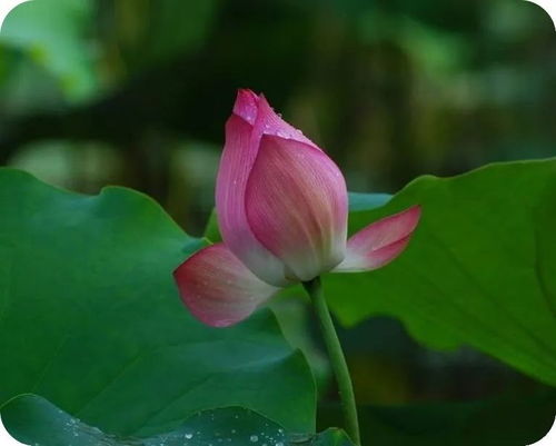秋意有几许,花落又一季