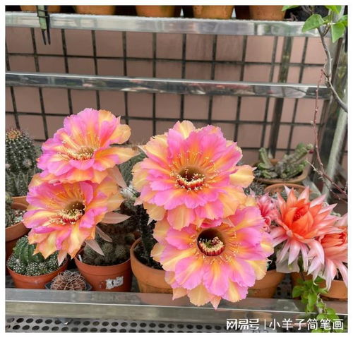 浙江一女子,因把仙人球养到极致而走红,引来无数网友打卡