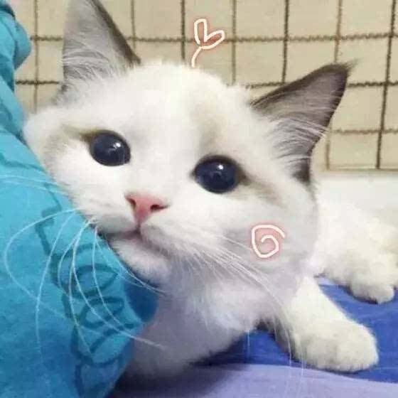 可爱萌猫头像大合集