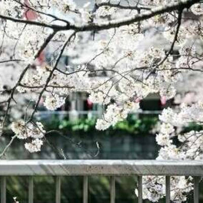 樱花头像图片大全高清微信头像樱花唯美盛开
