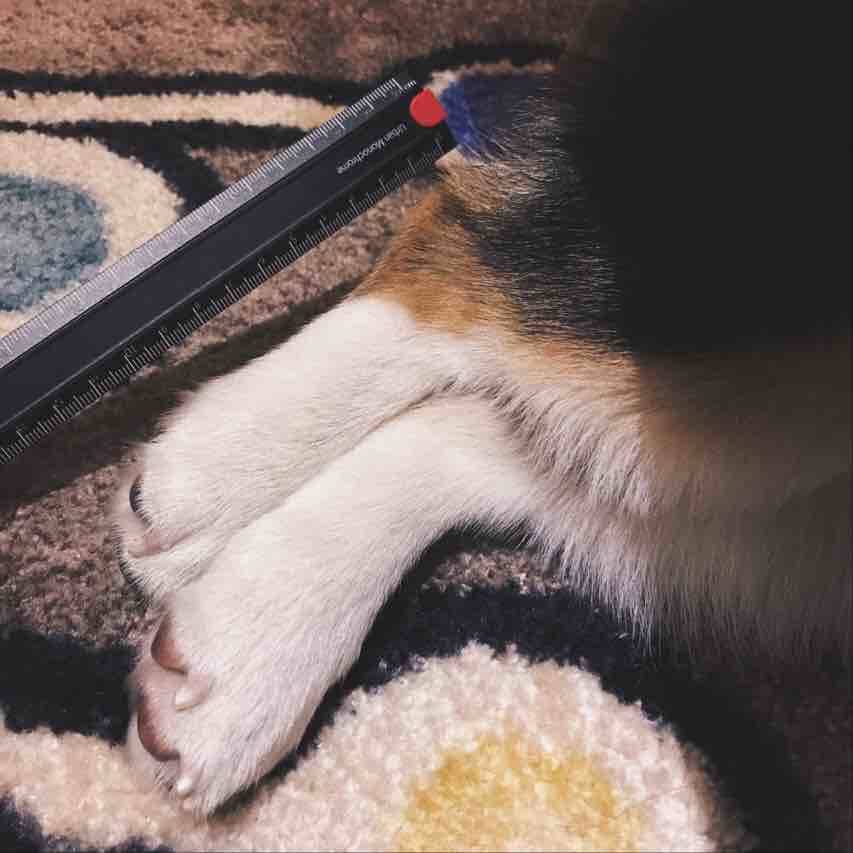 晒狗有态度真走心的女主人,每一张柯基都美的可以当壁纸