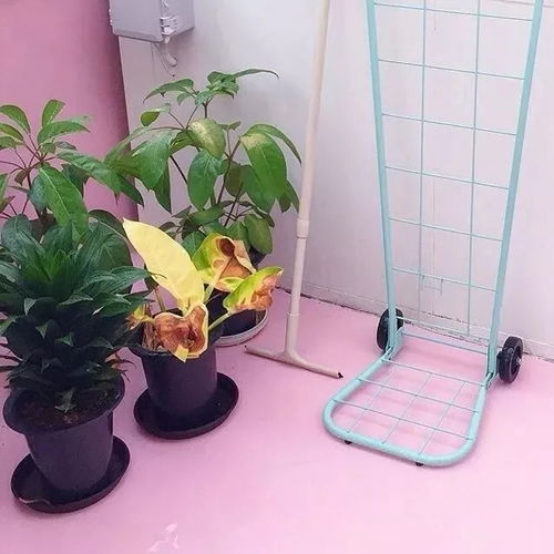 少女风朋友圈背景图