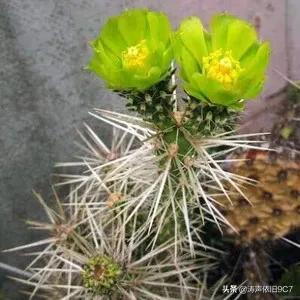 分享稀有仙人掌品种图片