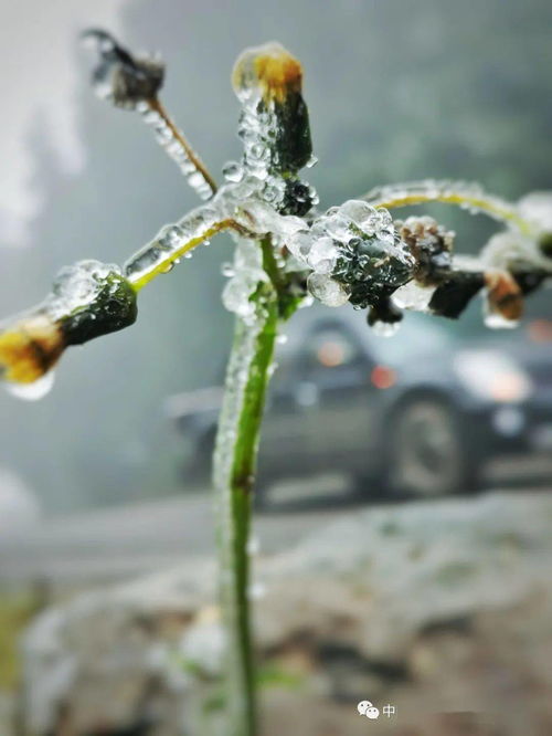 冬游贵州来看山间的冰雪精灵