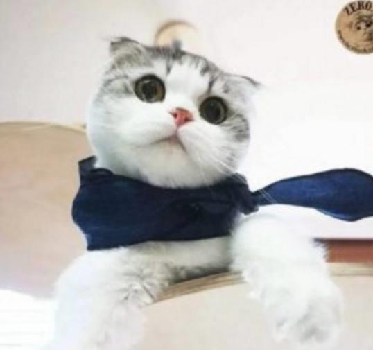 女生头像慵懒偏冷淡风抱猫性冷淡风