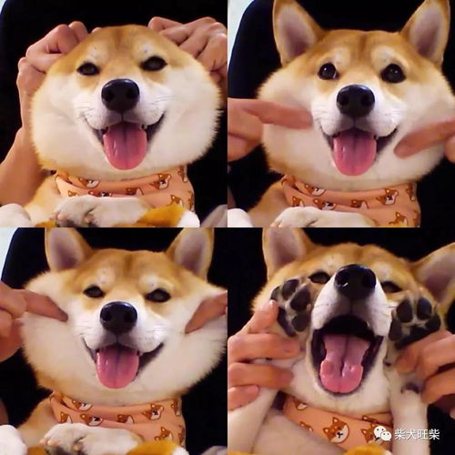 养柴后养柴犬真的很省钱省事