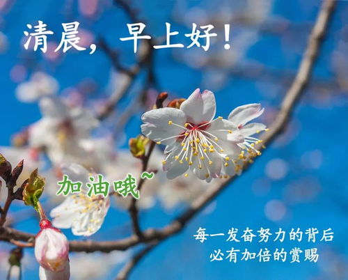 清晨太阳升起,传达一声问候,温暖你的心情,早安,愿天天好心情