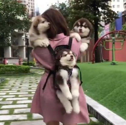阿拉斯加生了一窝狗狗女主人自豪的带着一起出去溜这回头率百分百啊