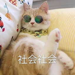 猫的手速到底有多快请问,这世上还有猫惧怕的生物吗