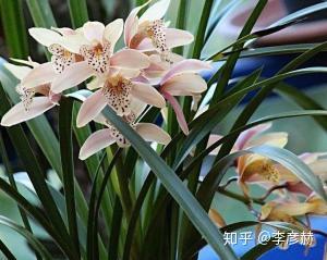 北方有哪些适合养的好看的花