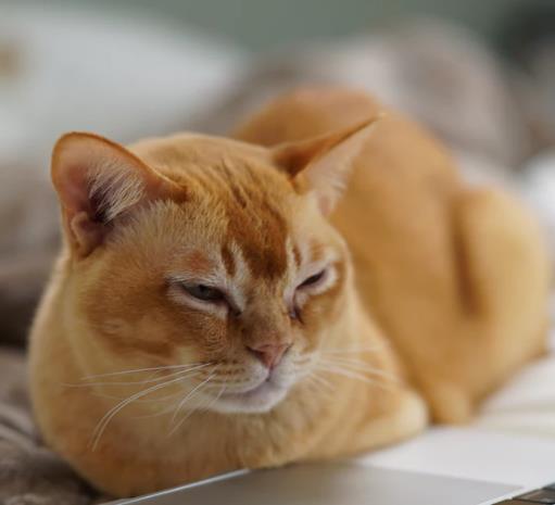 橘猫暹罗猫布偶猫英短等四种性格温顺的猫咪,你最喜欢哪种