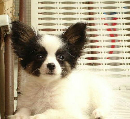 图蝴蝶犬一只多少钱哪里有卖蝴蝶犬的汉中宠物狗汉中列表网