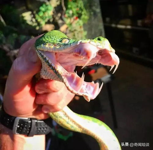 看完这组图片才明白动物界有多残酷,生吃活吞,真是惊艳到我了