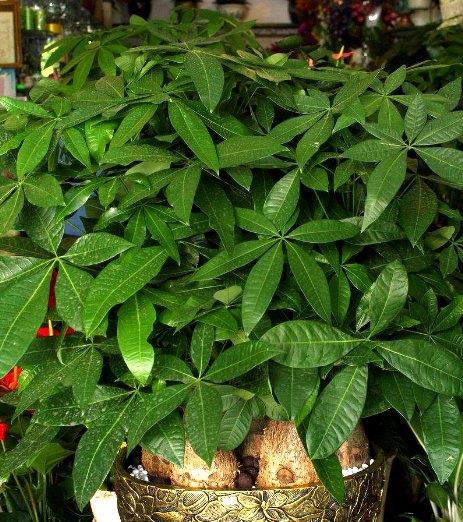 发财树这样养,保你发财树安全过冬,叶子油绿有光泽