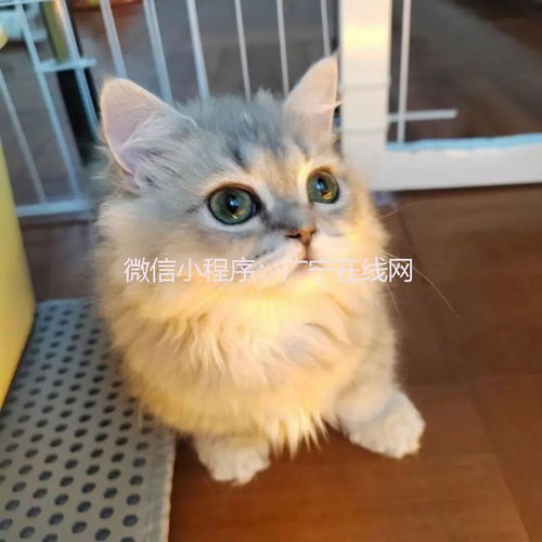 英短蓝白卷毛狗蓝猫矮脚长毛金,低价出售公猫卷毛狗宠物领养广宁县母猫狗狗蓝猫手机网易网