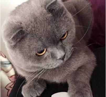 女孩养了一只小灰猫,半年不到完全大变样,再见时男友被吓懵了