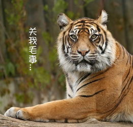 别以为只有老虎会咬人这些用错了咬更狠