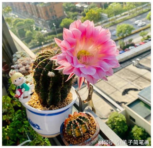 浙江一女子,因把仙人球养到极致而走红,引来无数网友打卡