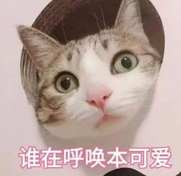 春风十里不如你来寻