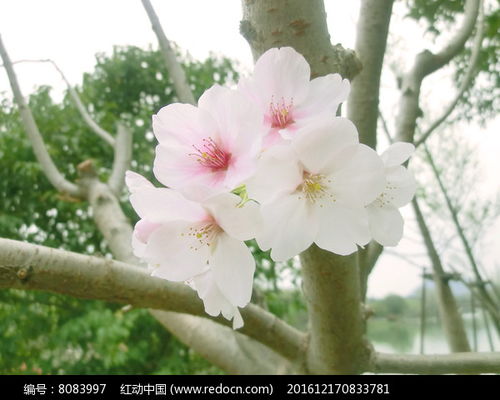 少女般樱花高清图片下载红动网