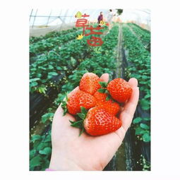 我在同里种草莓,这个冬天约起来