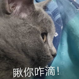 请宠物大神帮忙看一下我家波妞是什么品种的蓝猫