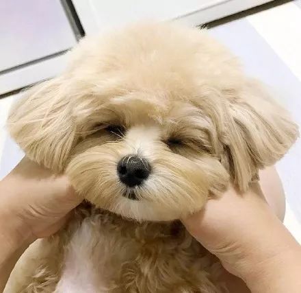 年初一狗年头像大礼包