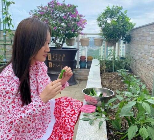51岁杨钰莹在自家花园摘菜村姑打扮难掩少女气质,不结婚太可惜