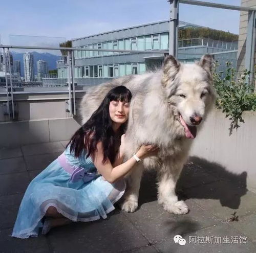 一个喜欢cosplay的女主人,一只萌爆的毛汪