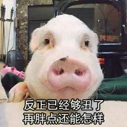 表情包丨猪猪女孩放心吃,真不差这一顿