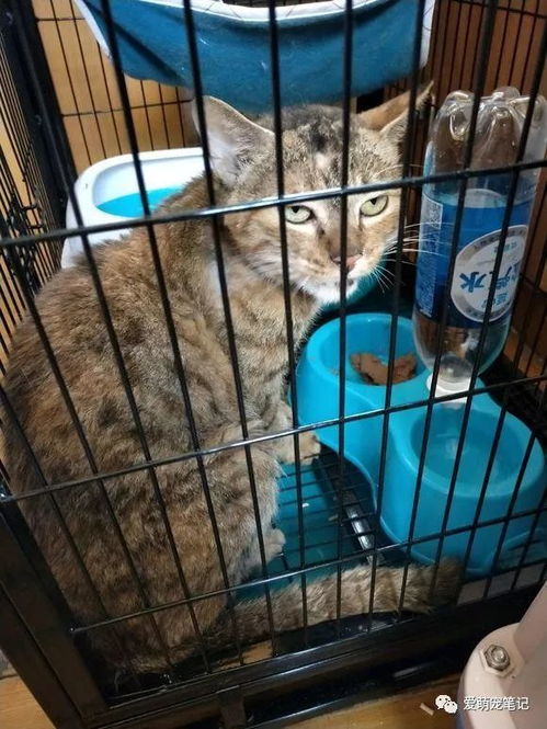 女孩发现楼底下一只流浪猫,喂食半个月后,直接跟着她回家了