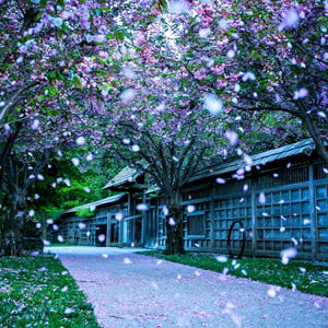 樱花少女头像背景图华农