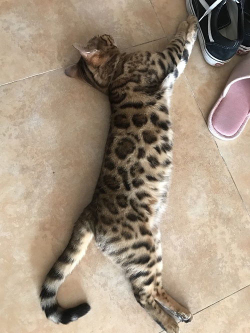 北京一岁玫瑰纹孟加拉豹猫求女友
