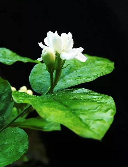 欣赏茉莉花开,清新淡雅