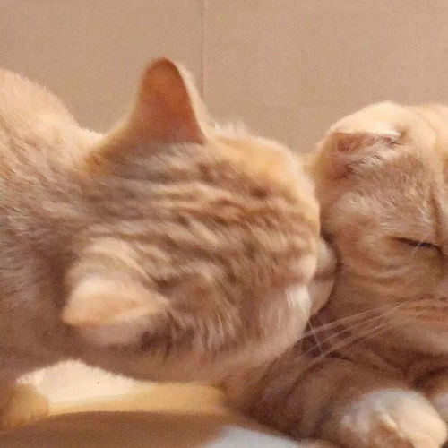 今日份情头要不要做我的小猫咪啊