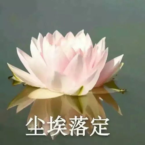 英子100张11大系列,个性微信头像,任你挑选